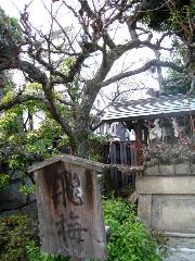 誘われて京の梅