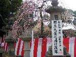 誘われて京の梅 : 梅花祭