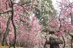 誘われて京の梅 : 城南宮神苑　春の山　枝垂れ梅と椿まつり