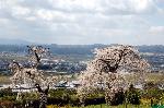 旬の桜を求めて