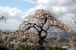 旬の桜を求めて