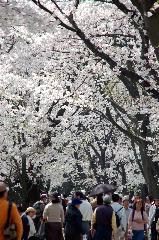 旬の桜を求めて : 八幡の背割桜