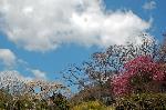 旬の桜を求めて : 桃・菜の花・桜・青空