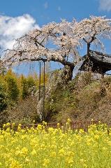 洛中洛外京桜図　一見さんの桜に通の桜編　その一 : これぞ日本の風景