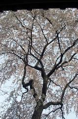 旬の桜を求めて : 西山の早咲きの枝垂れは西行桜