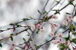 旬の桜を求めて : 小ぶりの愛らしい薄桃色の西行桜。
