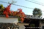 紅葉紀行　陽だまり東福寺山内 : ピラカンサも美しい霊源院