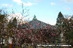洛中洛外京桜図　一見さんの桜に通の桜　編　その三 : 梅の精があちこちに花咲かしている