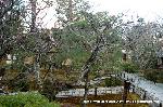 観梅　清凉寺の軒端梅 : 樹齢360年の梅の老木