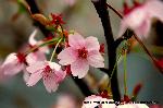 先駆けの桜 : 京でトップグループの早咲きを伝える富士桜