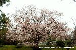 先駆けの桜 : 力強い枝振りの薄桃色の山桜