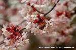 先駆けの桜 : 白い山桜が多いが　ここは薄桃色