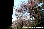 先駆けの桜 : 桜馬場通に相応しい名残の桜である