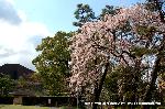 洛中洛外京桜図　一見さんの桜に通の桜　編　その二 : 南の先にみえるは京都会館