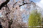 梅と松の北野さんと御霊信仰 : 薄紅の桜に柳の若葉が目にやさしい