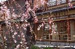 先駆けの桜 : 白川沿いの枝垂桜にお茶屋さん