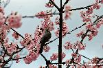 先駆けの桜 : 洛西嵐山で早咲き桜一番の声をあげるのがここ