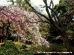 先駆けの桜 : 近衛池