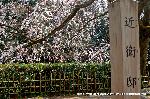 先駆けの桜 : 糸桜が池に向かう