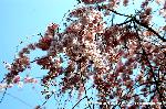 先駆けの桜 : 満開の糸桜が青空に踊る