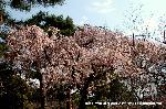 先駆けの桜 : 近衛邸跡から児童公園にかけては桜と桃が花盛り