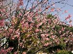 先駆けの桜 : 富士桜