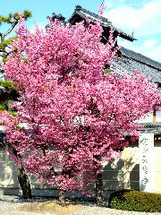 先駆けの桜 : オカメ桜は早咲きの第一声をあげる