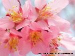 梅と松の北野さんと御霊信仰 : おかめ桜