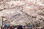 桜ソング 桜
