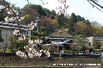 洛中洛外京桜図　一見さんの桜に通の桜　編　その二 : 対岸に茅葺屋根
