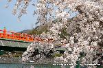 洛中洛外京桜図　一見さんの桜に通の桜編　その一