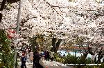 梅と松の北野さんと御霊信仰 : 朝霧通りは桜のトンネル