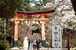 知られざる桜の見所 : 結婚式も挙げられる世界遺産