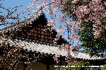 桜と茶だんごで宇治三昧 : 三春滝桜の子木