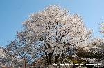 洛中洛外京桜図　一見さんの桜に通の桜　編　その三 : 「早蕨之古蹟」の左頭上にある大木