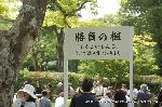 京の春祭/　紫野御霊会　今宮神社 : 楓の木がゴールである