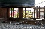 京の大仏さんを訪ねて : 大佛殿の屋根の一部に巻かれた鉄製の金具