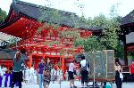 京の蛍 : 大籠には600匹のホタル