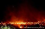 松上げ知らずして　火祭りは語れず : 燈呂木場に刺し立てられた地松の数は約千本