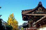 親鸞聖人の黄葉に銀杏を肖る : 京都の国宝三唐門のひとつが手の届くところに