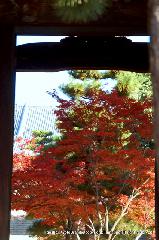 秋の物見遊山 / 紅葉見・観楓 : 山門から御影堂
