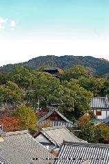 最後の紅葉あれこれ