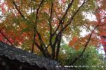 秋のくろ谷　金戒光明寺 : 会津小鉄の墓碑がある塔頭西雲院