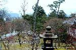 智積院の梅園に佇む : 京都タワーが見える