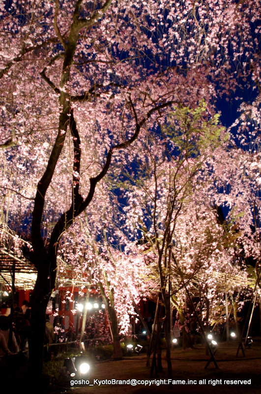 夜桜、紅しだれ　平安神宮神苑