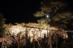 平安神宮　紅しだれコンサート