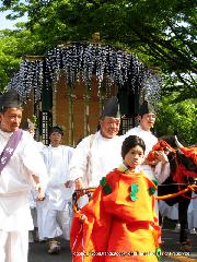 葵祭の前儀　賀茂競馬会 : 藤の花を揺るがせ近衛使の牛車が加茂街道をゆく