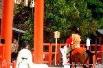 葵祭の前儀　賀茂競馬会 : 二の鳥居を経て、禄白絹を賜り、頓宮へ報告に