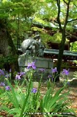 御霊さんで一初を　大田ノ沢で杜若 : 一初は境内の到る所で花を開かせている