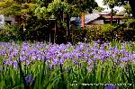 御霊さんで一初を　大田ノ沢で杜若 : 葵祭の始まりとともに咲きだす